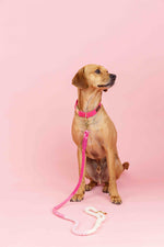 Pretty In Pink Dog Collar Bundle | Pink Papyrus