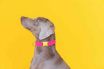 Pretty In Pink Dog Collar Bundle | Pink Papyrus