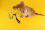 Sunshine State Of Mind Dog Collar Bundle | Pink Papyrus