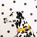 Sunshine State Of Mind Dog Collar Bundle | Pink Papyrus