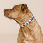 Ringo Dog Collar | Pink Papyrus
