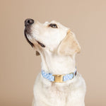 Rory Dog Collar | Pink Papyrus