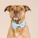 Rory Bow Tie Dog Collar | Pink Papyrus