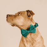 Rue Bow Tie Dog Collar | Pink Papyrus