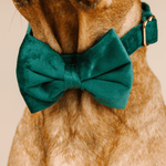 Rue Bow Tie Dog Collar | Pink Papyrus