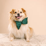 Rue Dog Babe Bow | Pink Papyrus
