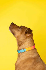 Pippa Dog Collar | Pink Papyrus