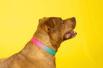 Pippa Dog Collar | Pink Papyrus