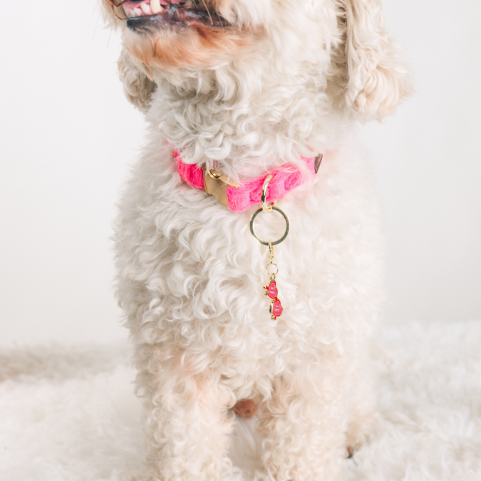 Sunglasses Pet Charm