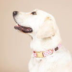 Sutton Dog Collar | Pink Papyrus