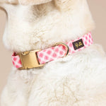 Sutton Dog Collar | Pink Papyrus