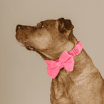 Valentina Bow Tie Dog Collar | Pink Papyrus