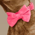 Valentina Bow Tie Dog Collar | Pink Papyrus