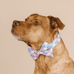 Whitley Bow Tie Dog Collar | Pink Papyrus