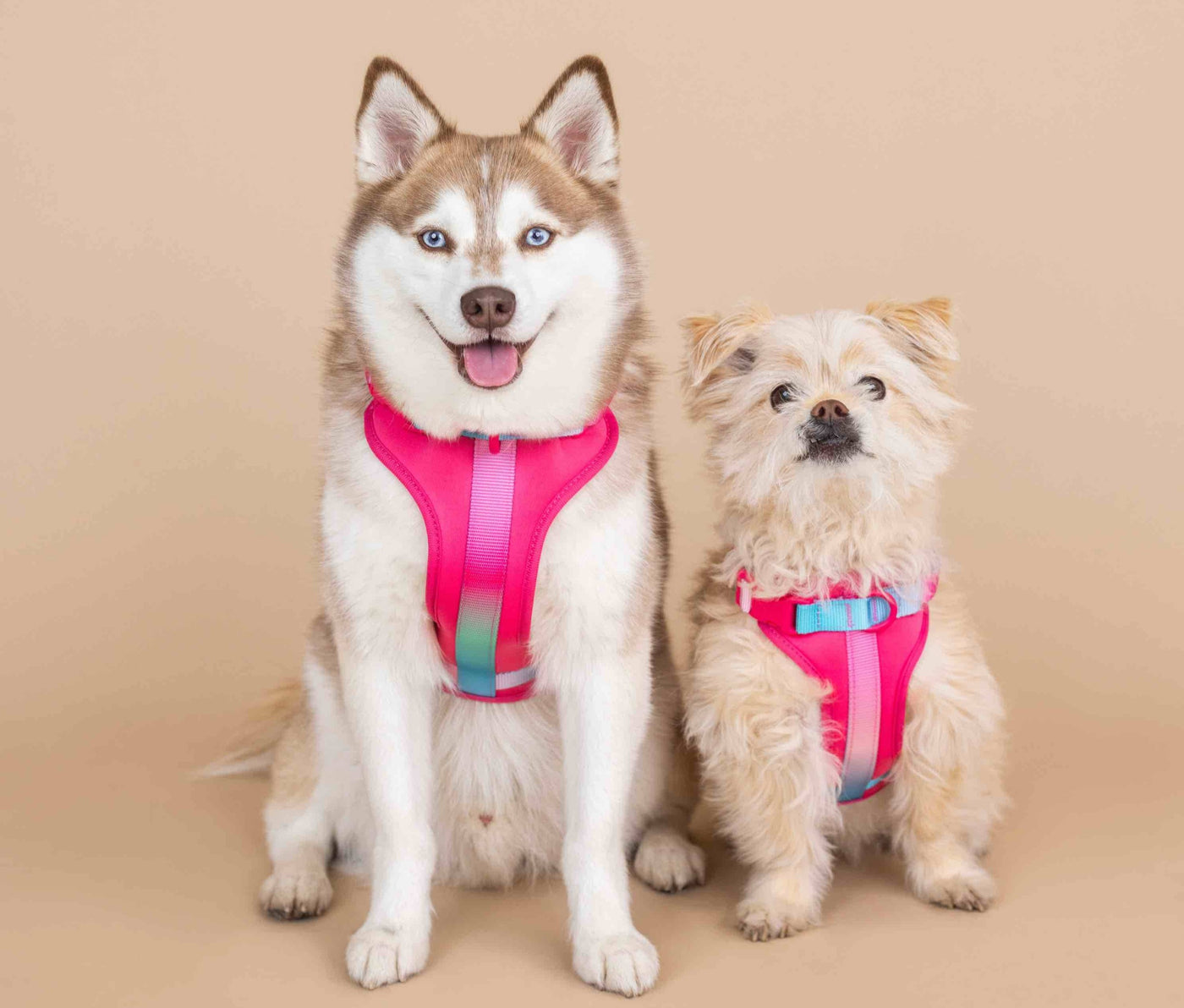 Dog Harnesses