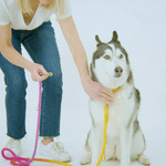 Alexandria Hands-Free Rope Dog Leash | Pink Papyrus
