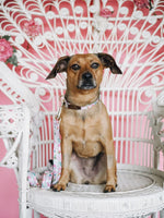 Isabella Dog Leash | Pink Papyrus