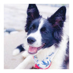 Marlowe Dog Bandana | Pink Papyrus