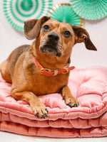 Lola Dog Collar | Pink Papyrus