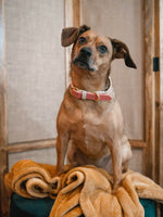 Lola Dog Collar | Pink Papyrus