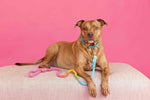Hayden Dog Collar | Pink Papyrus