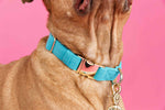 Hayden Dog Collar | Pink Papyrus