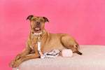 Clarke Dog Collar | Pink Papyrus