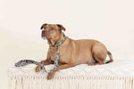 Beckett Dog Leash | Pink Papyrus