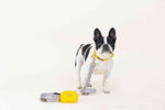Avery Dog Leash | Pink Papyrus