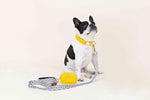 Avery Dog Leash | Pink Papyrus