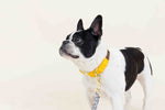 Nova Dog Collar | Pink Papyrus