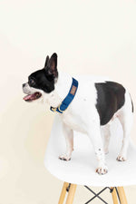 Channing Dog Collar | Pink Papyrus
