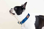 Channing Dog Collar | Pink Papyrus