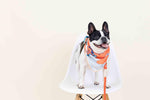 Reese Dog Bandana | Pink Papyrus