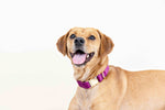 August Dog Collar | Pink Papyrus