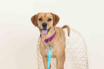 August Dog Collar | Pink Papyrus