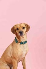Rue Dog Collar | Pink Papyrus
