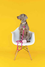 Kylie Waste Bag Holder & Treat Pouch | Pink Papyrus