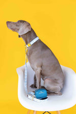 Hudson Waste Bag Holder & Treat Pouch | Pink Papyrus
