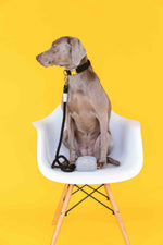 Frankie Waste Bag Holder & Treat Pouch | Pink Papyrus