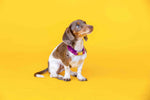 August Dog Collar | Pink Papyrus