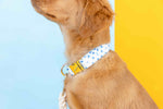 Drew Dog Collar | Pink Papyrus