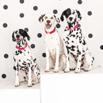 Antoinette Dog Collar | Pink Papyrus