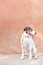 Cora Rope Dog Leash | Pink Papyrus