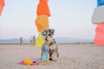 Marley Rope Dog Leash | Pink Papyrus